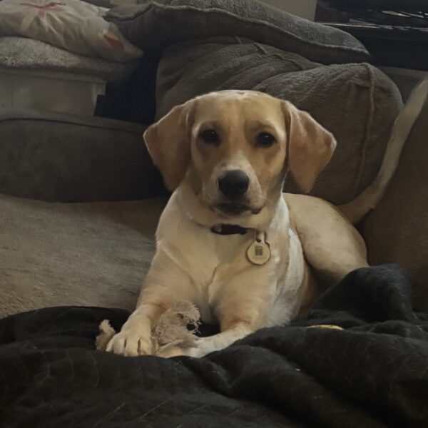 Bailey